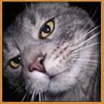 Katten ser Dig!